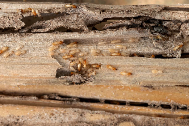 Best Pest Inspection Near Me  in Thiensville, WI